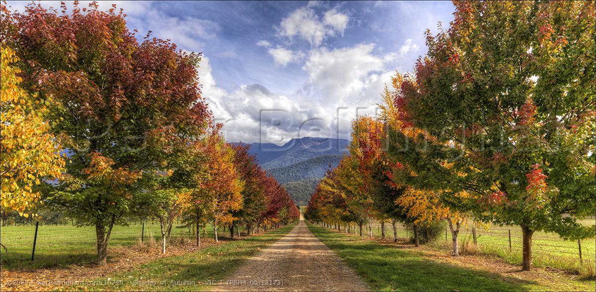 Peter Bellingham Photography Shades of Autumn - VIC T (PBH4 00 13173)